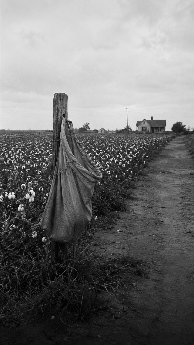Reconstruction of Willie Nelson in 1940: Cotton fields, Abbott